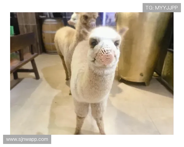 PG国际平台VV1活动地址.org安全可靠的登录入口及最新优惠活动介绍